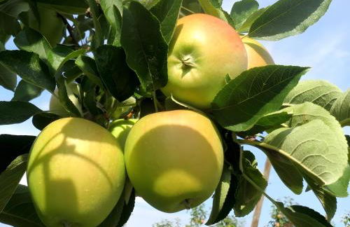 Haus Möslang - Foto 15