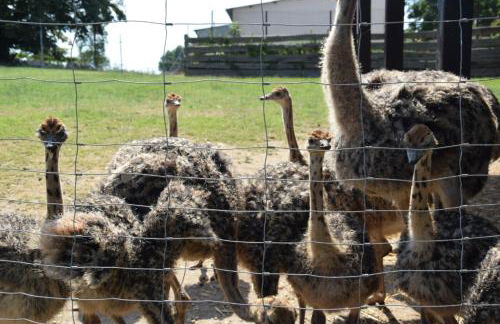 Ferienwohnungen Straußenfarm Burkhardt - Foto 4