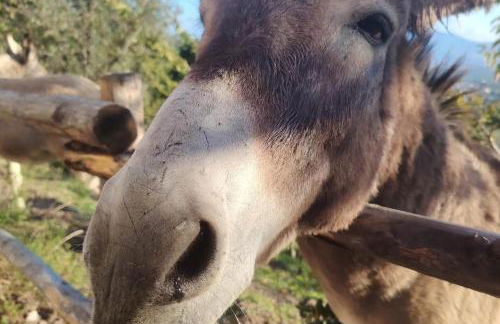 Agriturismo Etico Le Grazie - Foto 59