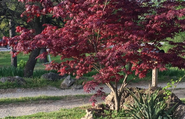 Cherokee mountain log cabin resort - Foto 59