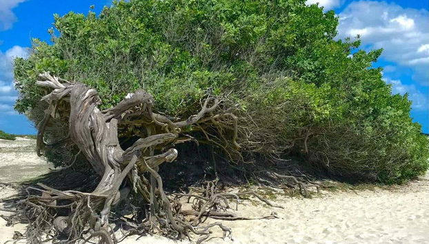 Jericoacoara Private 4x4 Tour - Photo 3