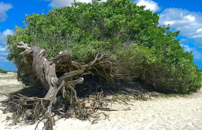 Jericoacoara Private 4x4 Tour - Photo 3