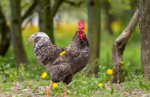 Casa da Eira "Lavoura da Bouça - Fruta Bio" - Foto 63