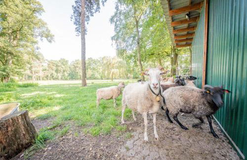 Ferienwohnung Dreyershof Land & Ruhe - Foto 23