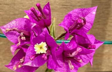 Villa superbe vue mer calme sans vis-à-vis - Foto 7