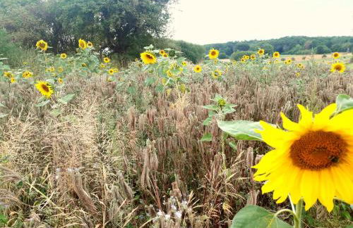 Villa Waldallee - Ferienwohnung (holidayhome) 84qm - Foto 43