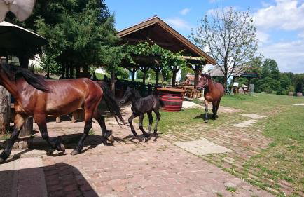 Pension Kezele - Foto 17