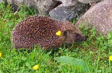 Birch Lodge, Pitlandie - Luxury 2 Bedroom Lodge with Sauna - Photo 31