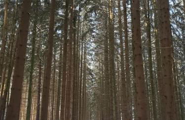 (Ferien-)Wohnung im schönen Fichtelgebirge - Foto 30