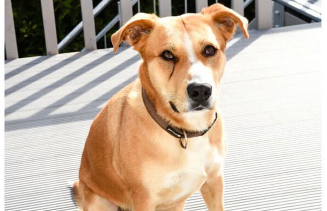 Holiday Apartment Elbe - Foto 17