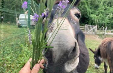 La Naranxa - Foto 12