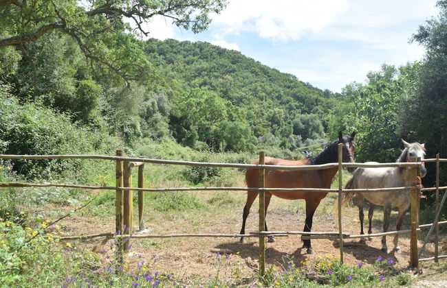 Quiet & Cottage in Estate Casas da Cerca near Troviscais - Foto 17