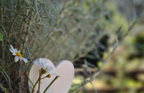 La casa delle margherite - Tirano - Foto 18