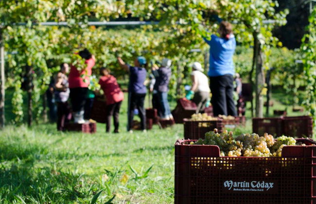 Visita alle cantine Martín Códax - Foto 3