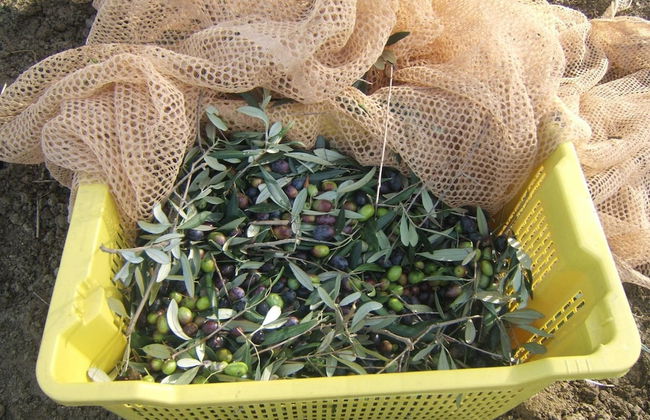 Agriturismo Il Vecchio Carro - Foto 39