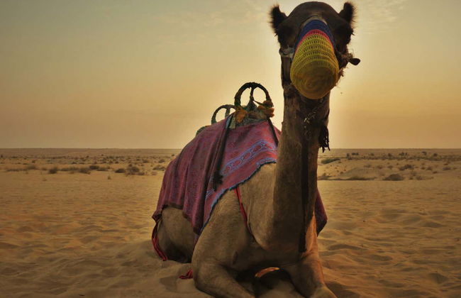 Paseo en camello por el desierto con cena y espectáculo - Foto 1