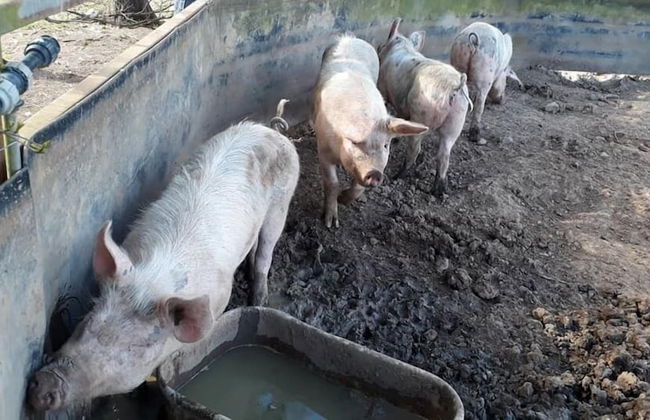 La Petite Ferme - Foto 14