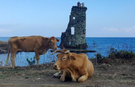 Appartement Vue Mer à Bastia, terrasse et piscine privée. - Photo 64