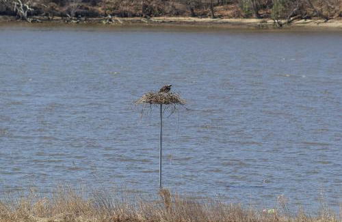 Centreville Waterfront Farm - 170 Acres - Pool - Private Dock - Private Beach - Foto 56