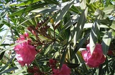 Finca el Gaudi, casita Catharina - Foto 8