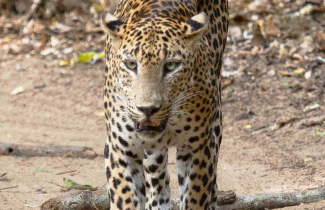 Safari privato al Parco Nazionale Wilpattu - Foto 2