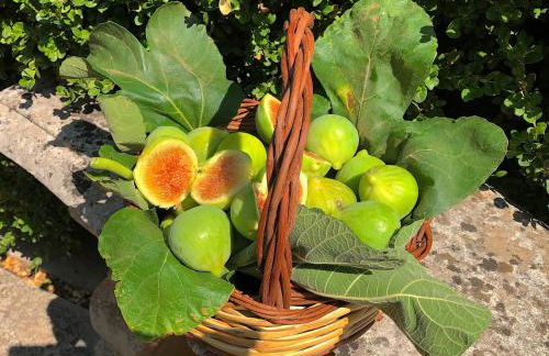 Dimore Storiche - Ulivo di Aldo - Foto 59