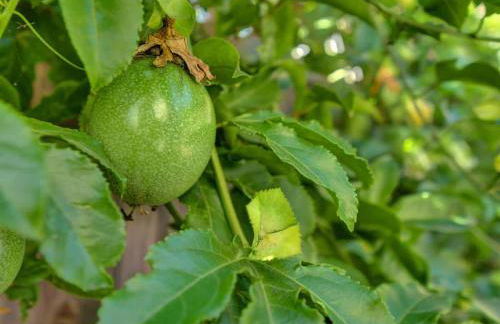 Central Berkeley Garden Oasis - Foto 56