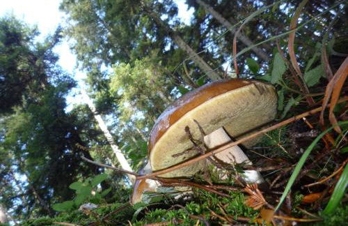 Ferienwohnung Tischneck - Foto 17