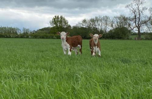 Shepherd Hut - Foto 8