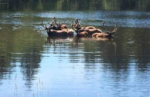 Lakeside Log Cabin! Blessings & Memories Abound! - Foto 18
