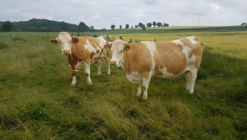 Ferienhaus Ferienhof Behnke - Foto 4