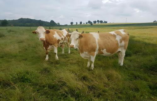 Ferienhaus Ferienhof Behnke - Foto 4