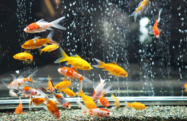 Pres De La Mer - Foto 30