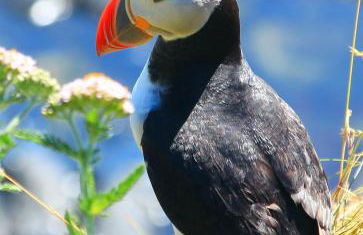 Corrie Apartment, Kinlochlaich House - Foto 8