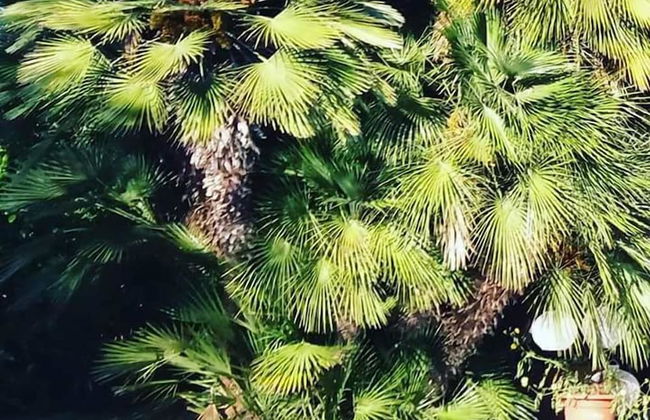 All'ombra del palmeto - Foto 56