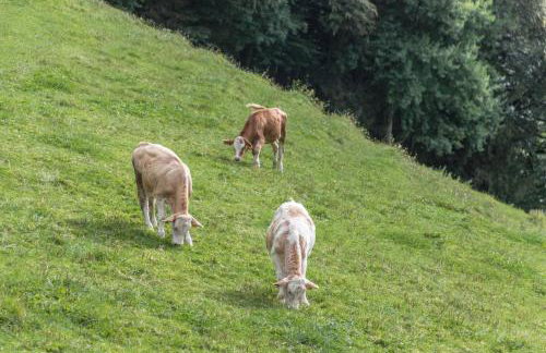 Ferienwohnung Oberrißglück - Photo 15
