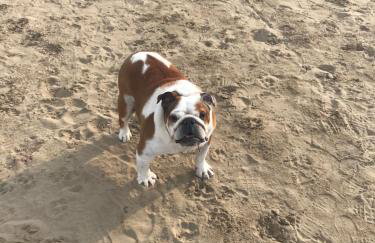 Ocean Drive BOUTIQUE Apartment Adults only Dog friendly - Foto 34