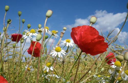 Michel's Ferienwohnung - Foto 15