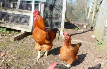 Kleiner Bauernhof in Ostseenähe - ganze Ferienwohnung mit 2 Zimmern - Foto 19
