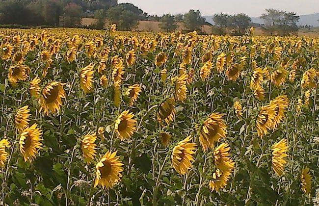 Agriturismo Paradiso - Foto 6