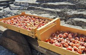 Vila Propuh Primošten - Foto 33