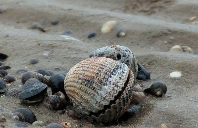 1 Lathom Avenue - Foto 33