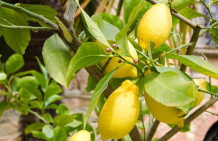 Residenza d'Epoca Il Cassero - Foto 49