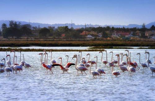 Teodósio - Ar condicionado-Perto Praias - Zona Central - Foto 36