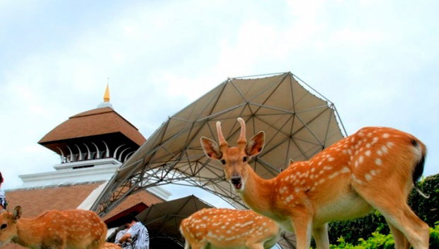 Chiang Mai Night Safari - Ticket - Foto 3