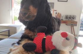 La villa Rosa - Foto 14