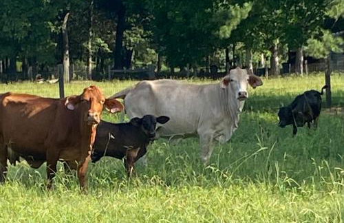 Cabin 1 Remote cabin next to Sam Houston National Forest - Foto 9