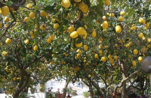 Residence Limoneto Ischia - Foto 46