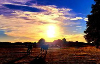 NEU Luxuriöses Tinyhaus Ferienhaus FREYR einmalig in Lübbenau - Foto 31