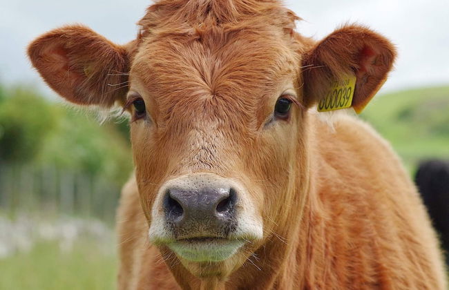 5 Person Holiday Home in Karna - Foto 5